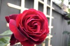 (True) Red Rose